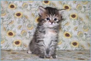 Female Siberian Kitten from Deedlebug Siberians